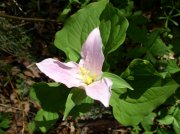 4.1.06 Dogwood & Alder Trail in Forest Park 007 